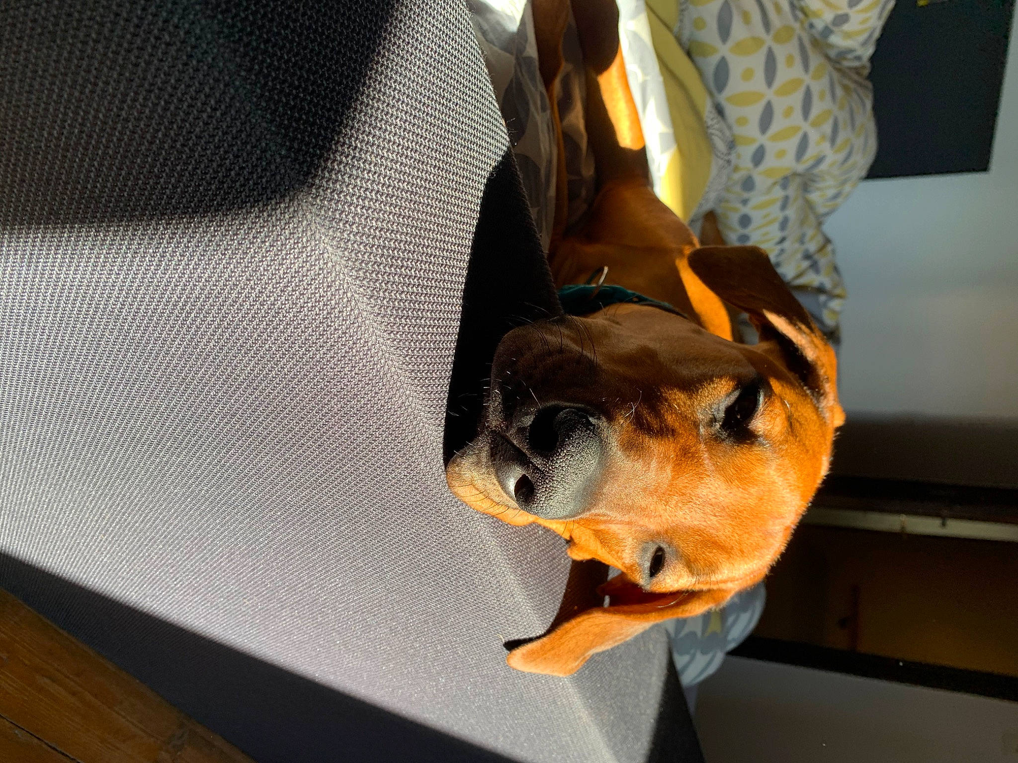 Rosie participe au concours pour gagner de l'argent avec cette photo : canidae, carnivore, comfort, companion_dog, dog, dog_breed, dog_supply, fawn, fur, guard_dog, non_sporting_group, paw, snout, sporting_group, vehicle_door, wood, working_animal