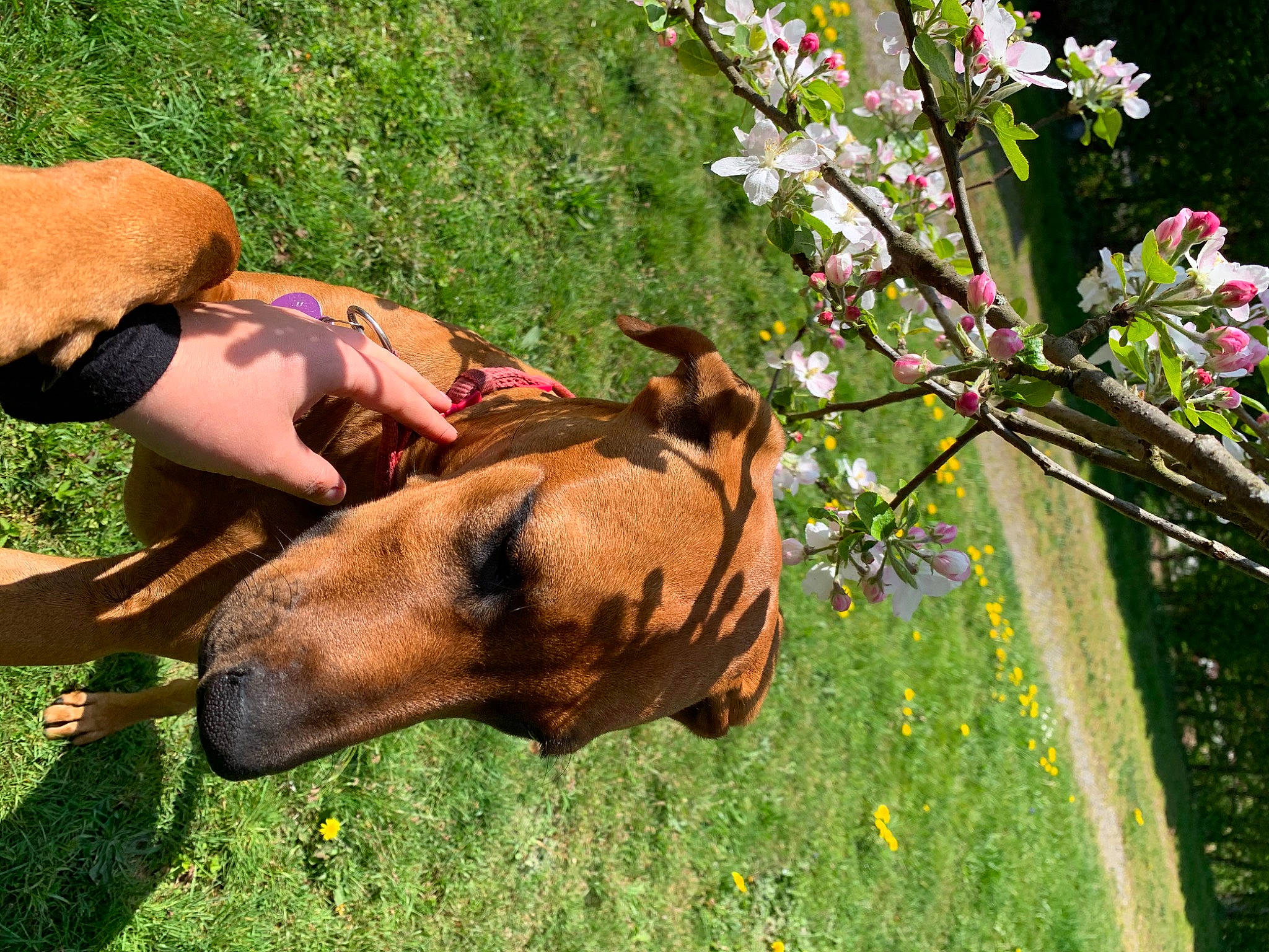 Rosie participe au concours pour gagner de l'argent avec cette photo : carnivore, companion_dog, dog, dog_breed, dog_supply, fawn, flower, grass, grassland, happy, human_leg, lawn, leisure, liver, meadow, people_in_nature, plant, snout, sporting_group, working_animal