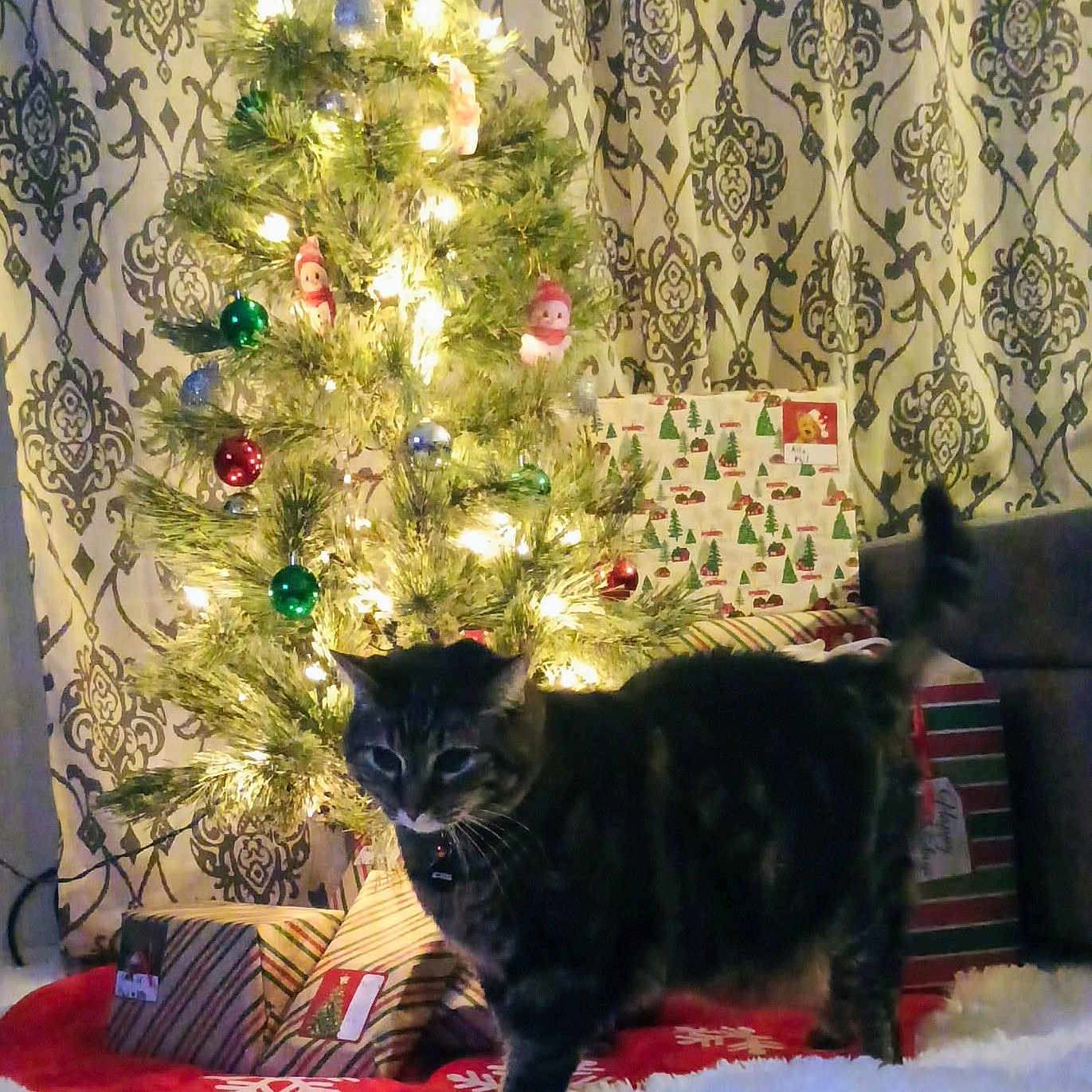 Levi is registered to the contest to win money with this photo: cat, christmas_tree, cozy, curtains, decorations, feline, festive, gift_wrapping, green_gift_wrap, holiday, home, indoor, lights, ornaments, pet, presents, red_gift_wrap, rug, striped_gift_wrap, tabby_cat
