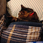 Levi joined the competition — help win amazing prizes! animal, blanket, cat, comfort, couch, cozy, domestic, feline, fur, home, indoor, pet, pillow, plaid, red_collar, relaxing, resting, sleeping, striped, tabby