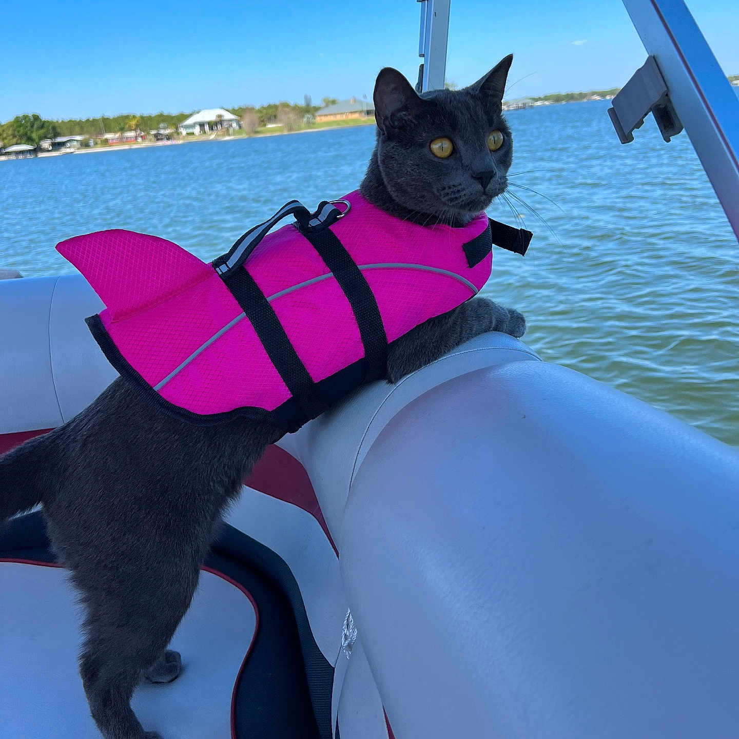 Gus Gus joined the competition — help win amazing prizes! animal, boat, canine, cat, clothing, dog, face, head, lake, lifejacket, nature, outdoors, person, pet, photography, portrait, sea, transportation, vest, water