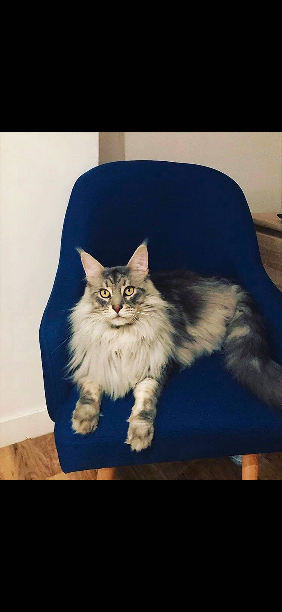 Néro a rejoint le concours — aidez-le/la à gagner de superbes lots ! carnivore, cat, claw, comfort, couch, domestic_short_haired_cat, felidae, fur, gesture, paw, photo_caption, plant, rectangle, sitting, sky, small_to_medium_sized_cats, snout, tail, whiskers, window