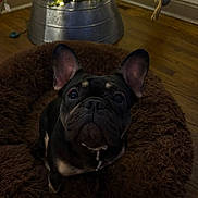 Ellie joined the competition — help win amazing prizes! dog, french_bulldog, pet_bed, brown, fluffy, christmas_tree, ornaments, lights, holiday, festive, wooden_floor, indoors, cozy, cute, looking_up, ears, black_dog, decorations, soft_lighting, background