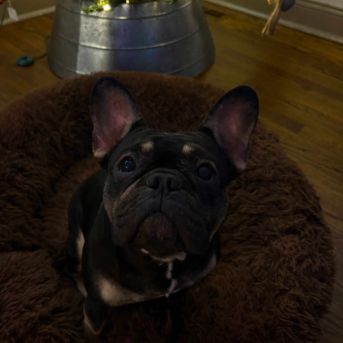 Ellie joined the competition — help win amazing prizes! dog, french_bulldog, pet_bed, brown, fluffy, christmas_tree, ornaments, lights, holiday, festive, wooden_floor, indoors, cozy, cute, looking_up, ears, black_dog, decorations, soft_lighting, background