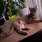 Moon joined the competition — help win amazing prizes! cat, table, indoor, plant, greenery, window, blinds, furniture, pet, relaxing, collar, domestic_animal, curious, light, shadow, home, decor, animal, fur, whiskers