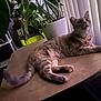 cat, table, indoor, plant, greenery, window, blinds, furniture, pet, relaxing, collar, domestic_animal, curious, light, shadow, home, decor, animal, fur, whiskers