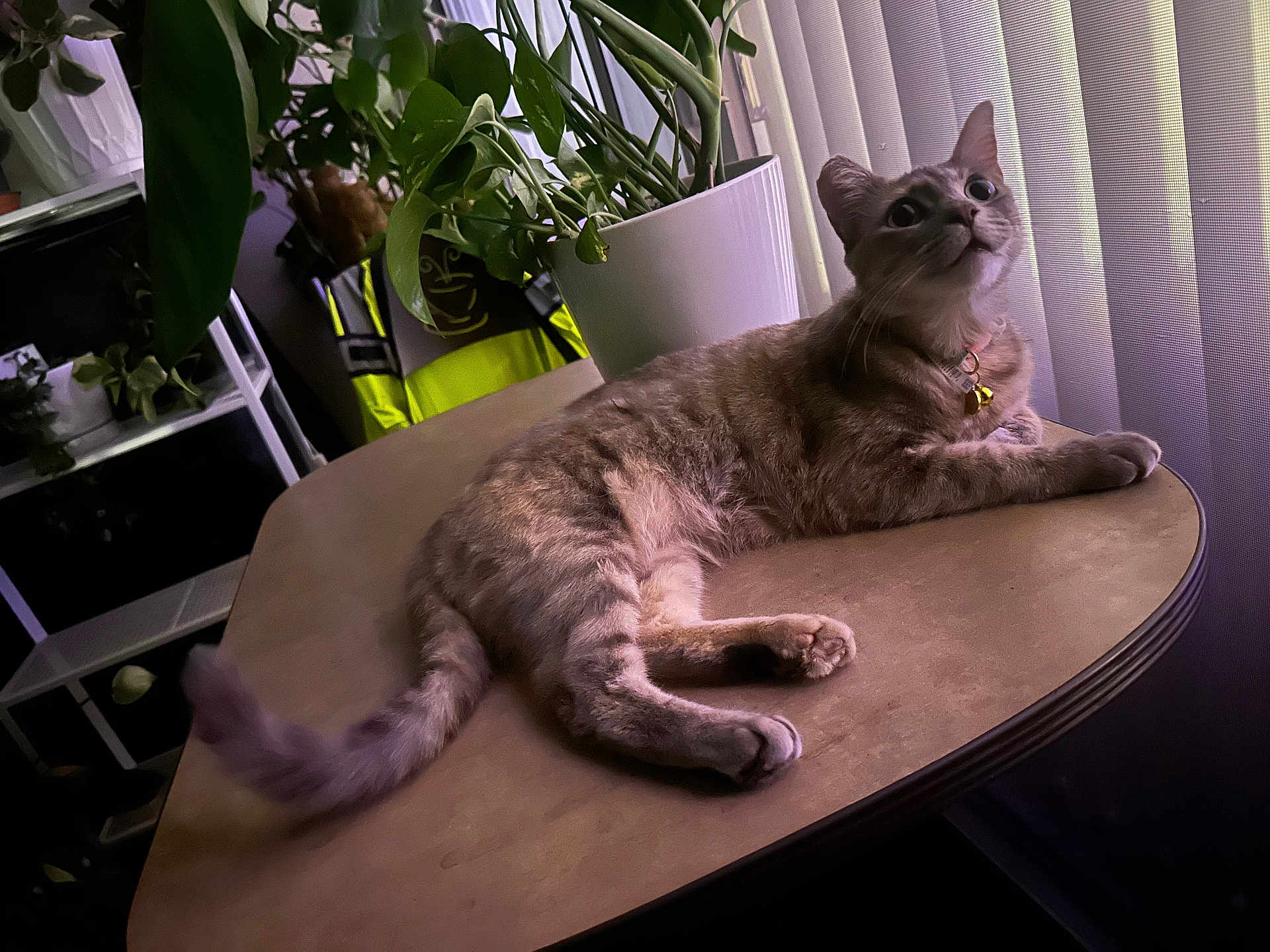 Moon joined the competition — help win amazing prizes! cat, table, indoor, plant, greenery, window, blinds, furniture, pet, relaxing, collar, domestic_animal, curious, light, shadow, home, decor, animal, fur, whiskers