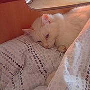 Casimir a rejoint le concours — aidez-le/la à gagner de superbes lots ! animal, bed, blanket, cat, comfort, cozy, cute, domestic_animal, feline, fur, home, indoor, pet, pillow, relaxed, resting, sleeping, soft_light, white_cat, wooden_bed
