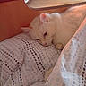 animal, bed, blanket, cat, comfort, cozy, cute, domestic_animal, feline, fur, home, indoor, pet, pillow, relaxed, resting, sleeping, soft_light, white_cat, wooden_bed