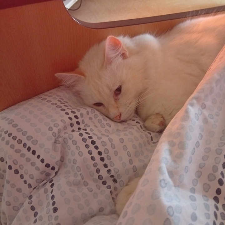 Casimir