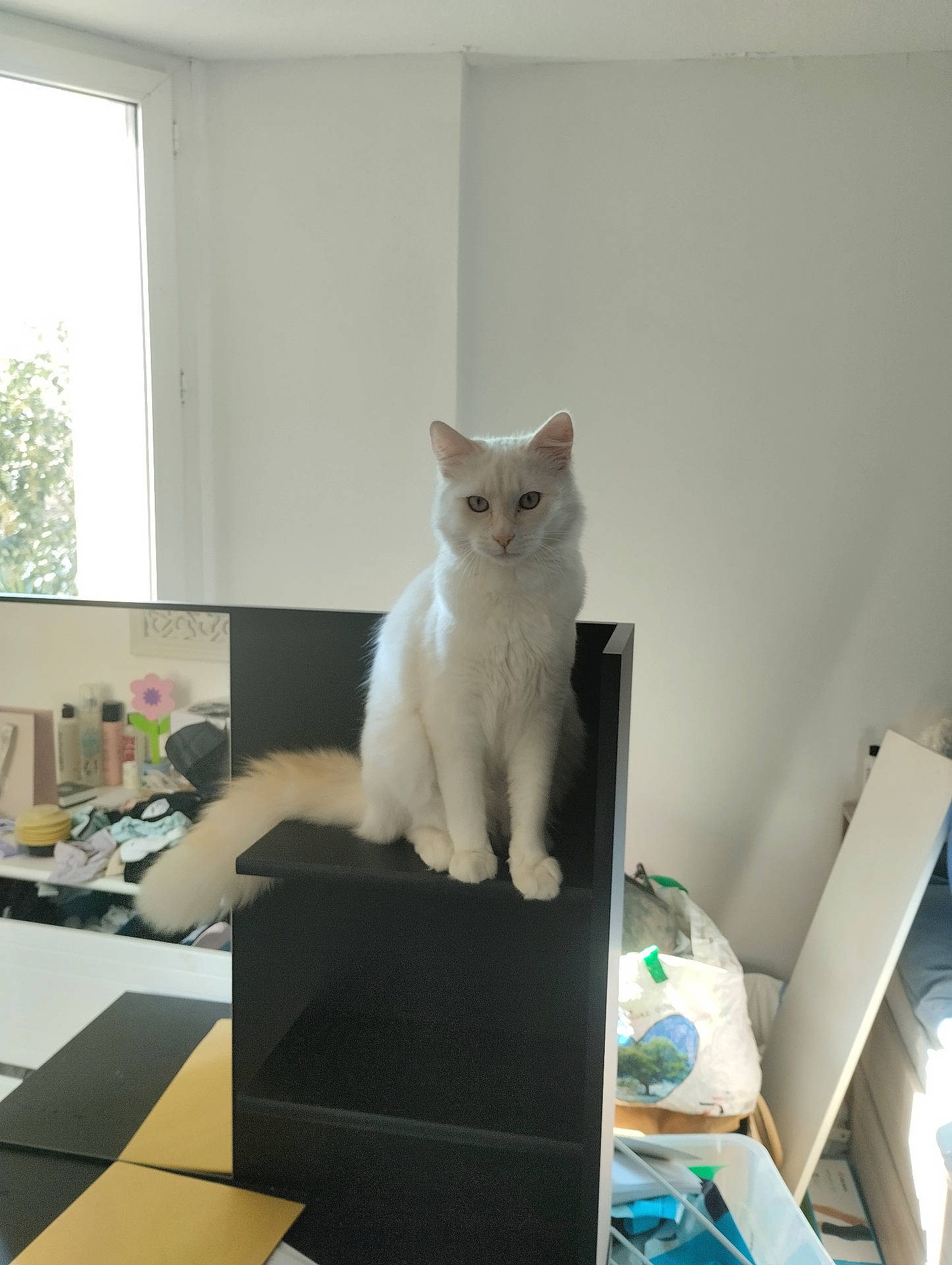 Casimir