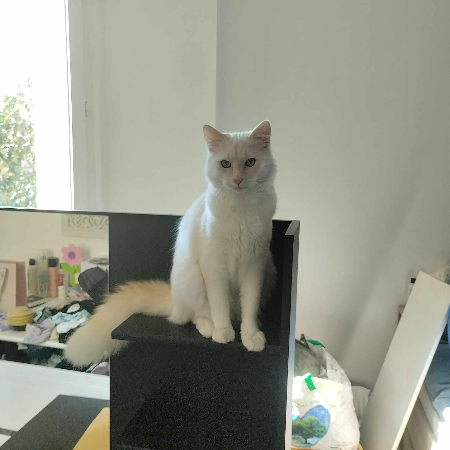 Casimir