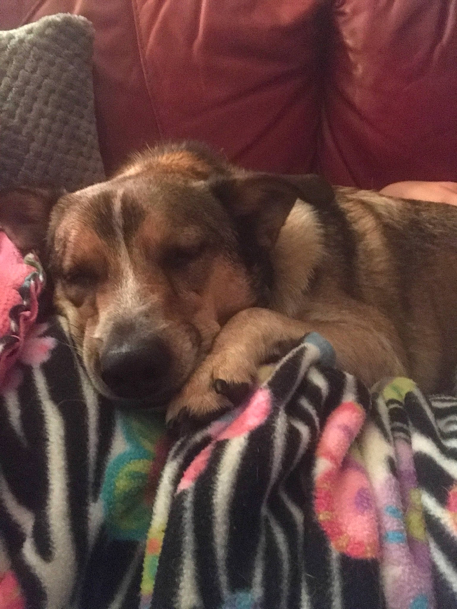 Wilson joined the competition — help win amazing prizes! canidae, carnivore, companion_dog, dog, dog_breed, fawn, mammal, nap, nose, puppy, puppy_love, snout