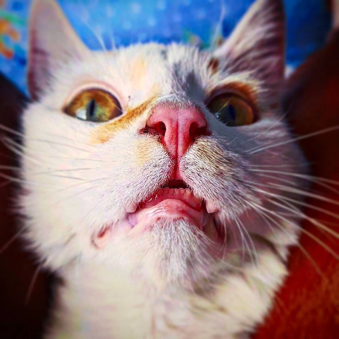 Muezza participe au concours pour gagner de l'argent avec cette photo : carnivore, cat, close_up, domestic_short_haired_cat, felidae, fur, shout, small_to_medium_sized_cats, snout, terrestrial_animal, whiskers