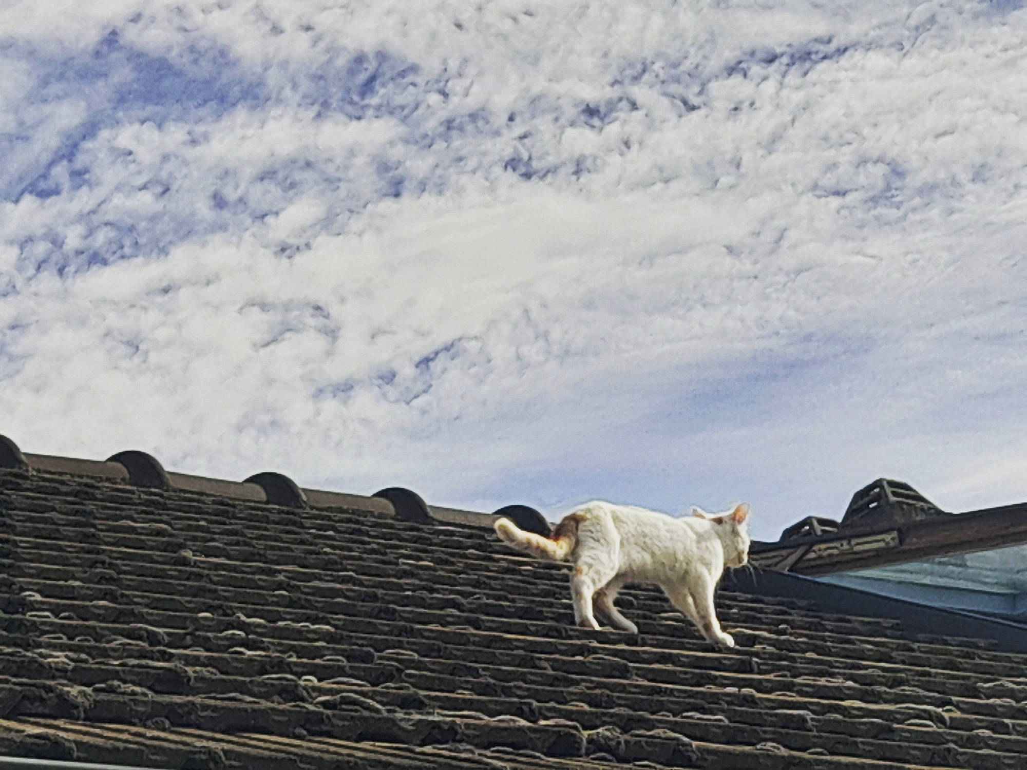 Muezza a rejoint le concours — aidez-le/la à gagner de superbes lots ! carnivore, cat, cloud, cumulus, felidae, ice_cap, meteorological_phenomenon, ocean, roof, sea, sky, snow, sporting_group, tail, wildlife, wind_wave, winter, wood