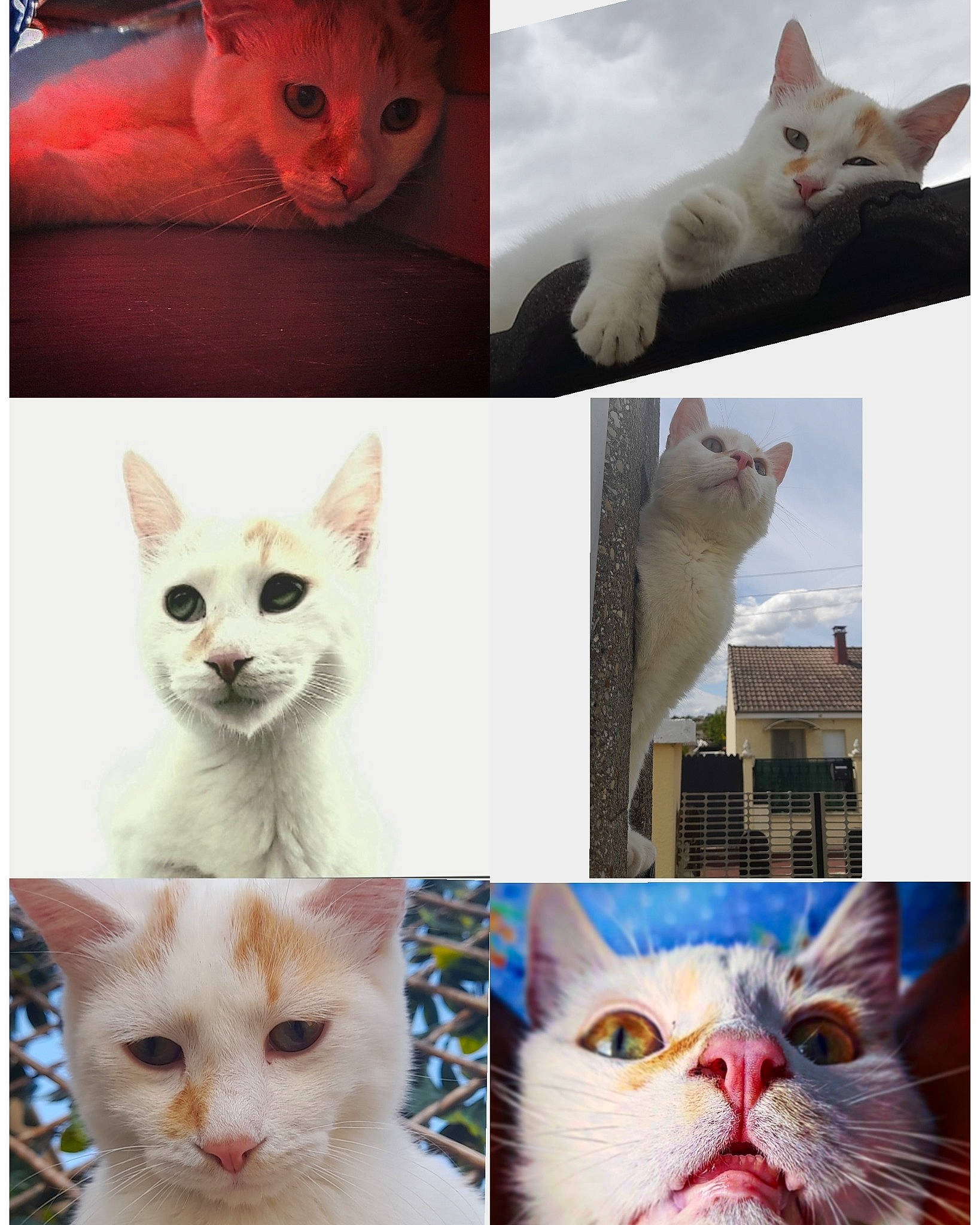 Muezza participe au concours pour gagner de l'argent avec cette photo : blue, carnivore, cat, collage, creative_arts, felidae, fur, mammal, organism, photo_caption, photograph, photography, small_to_medium_sized_cats, snapshot, snout, tail, vertebrate, whiskers, white, window