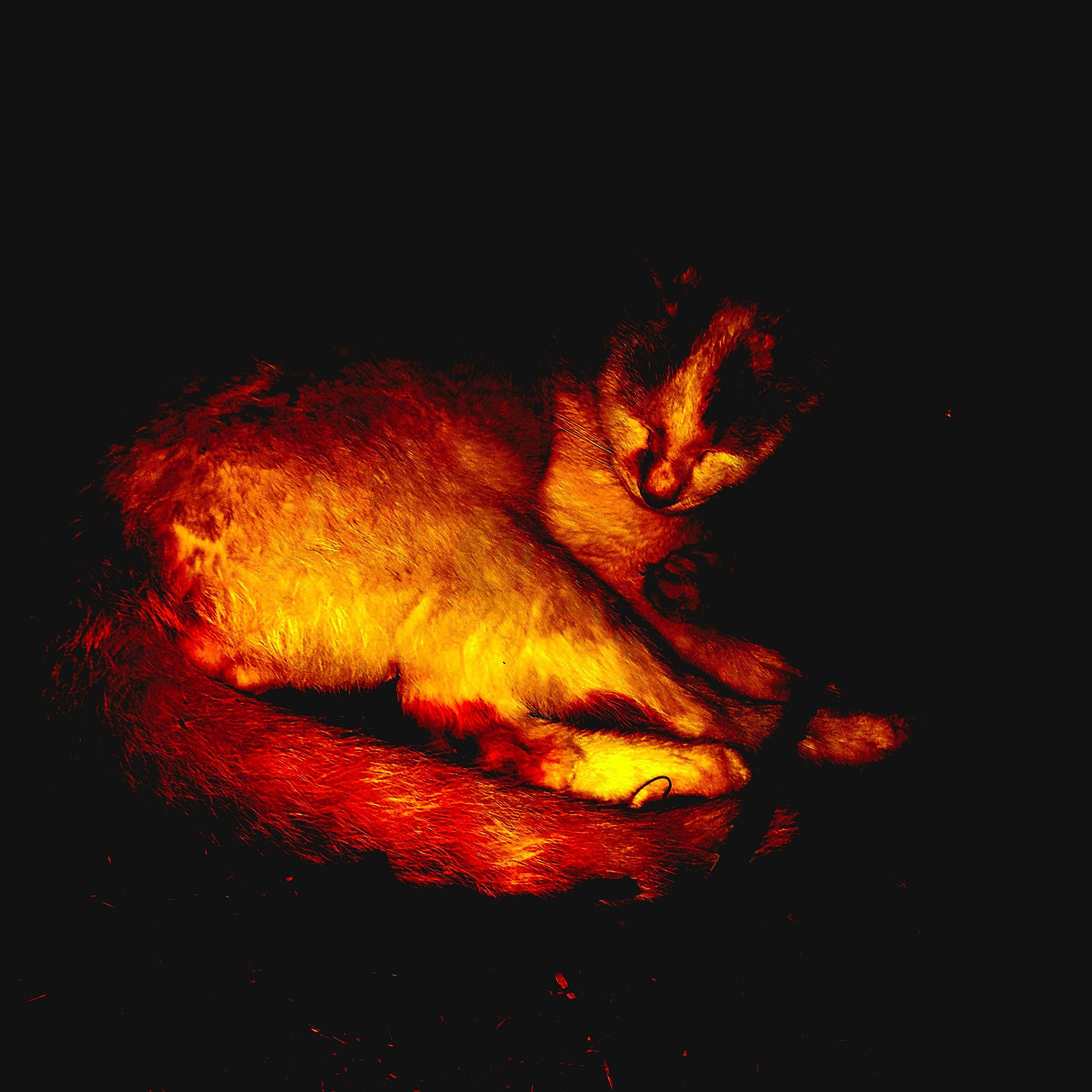 Muezza participe au concours pour gagner de l'argent avec cette photo : amber, art, carnivore, creative_arts, darkness, event, felidae, fire, flame, gas, heat, night, room, still_life_photography, tail, terrestrial_animal, tints_and_shades, wildlife