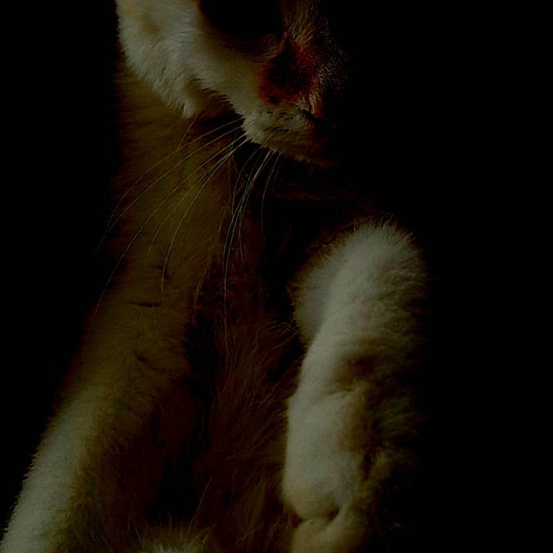 Muezza participe au concours pour gagner de l'argent avec cette photo : carnivore, cat, claw, domestic_short_haired_cat, fawn, felidae, foot, fur, paw, small_to_medium_sized_cats, snout, tail, terrestrial_animal, whiskers