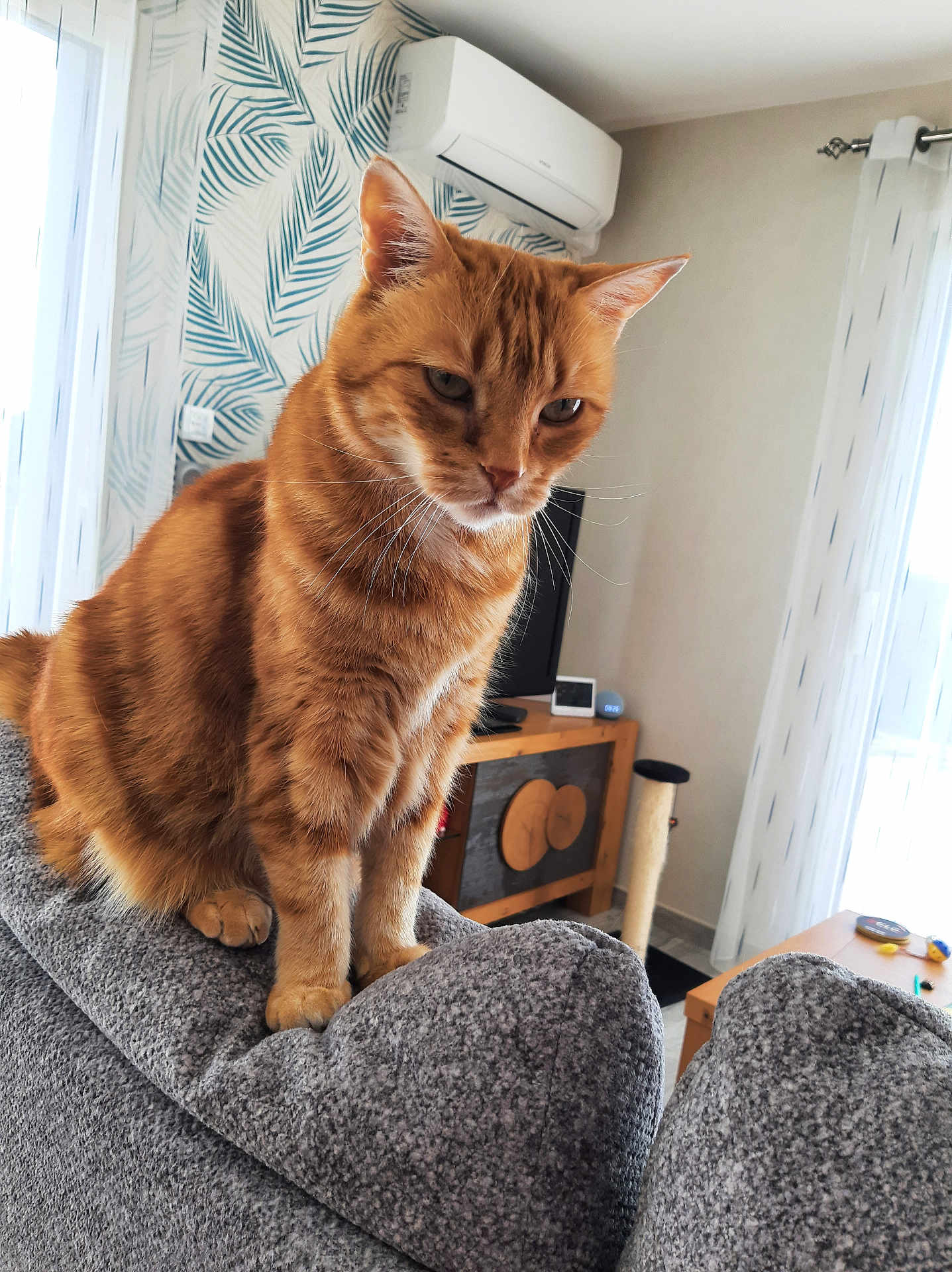 Bulle a rejoint le concours — aidez-le/la à gagner de superbes lots ! cat, orange_tabby, feline, pet, indoor, living_room, couch, furniture, curtains, wallpaper, wooden_cabinet, window, air_conditioner, natural_light, cozy, domestic_animal, whiskers, paws, sitting, relaxed