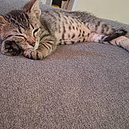 Xena is registered to the contest to win money with this photo: animal, cat, closeup, comfort, cozy, cute, face, fur, gray, indoor, kitten, nap, paw, pet, relaxed, resting, sleeping, soft, tabby, whiskers