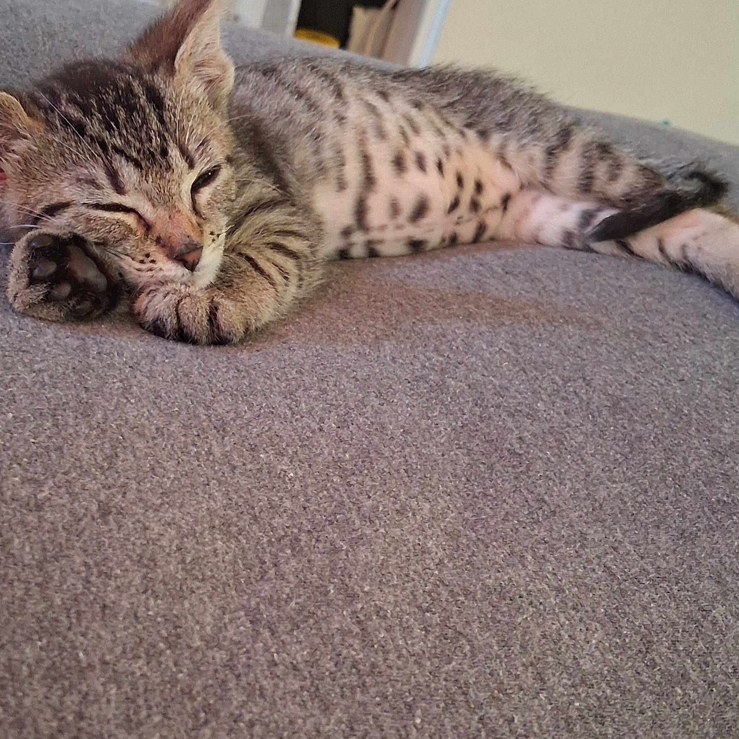 Xena