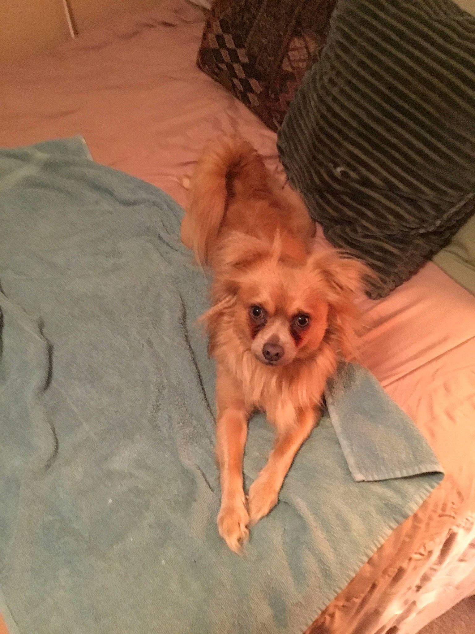 Pup Pup joined the competition — help win amazing prizes! canidae, carnivore, comfort, companion_dog, dog, dog_breed, dog_supply, fawn, fur, liver, pet_supply, small_terrier, snout, spaniel, sporting_group, tibetan_spaniel, toy_dog, whiskers, wood, working_animal