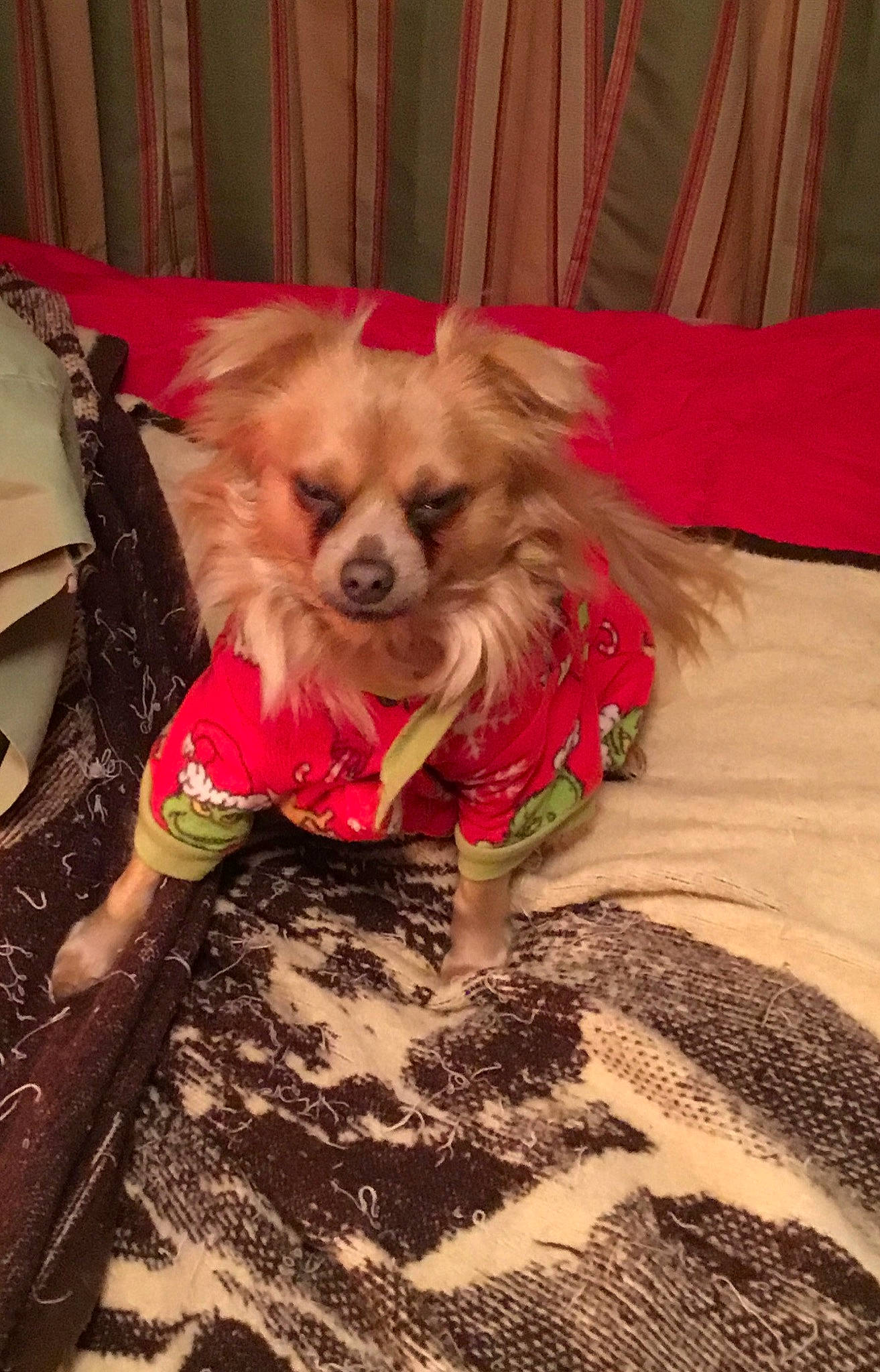 Pup Pup joined the competition — help win amazing prizes! carnivore, chihuahua, comfort, companion_dog, dog, dog_breed, dog_clothes, dog_supply, fashion_accessory, fawn, fur, liver, pattern, pet_supply, snout, sporting_group, toy_dog, whiskers, wood, working_animal