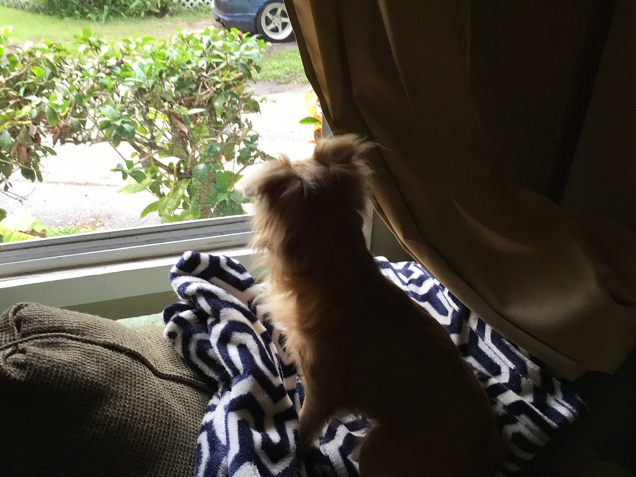 Pup Pup is registered to the contest to win money with this photo: carnivore, comfort, companion_dog, dog_breed, eyewear, fawn, felidae, fur, human_leg, plant, small_to_medium_sized_cats, snout, tail, thigh, tints_and_shades, toy, toy_dog, wheel, whiskers, window