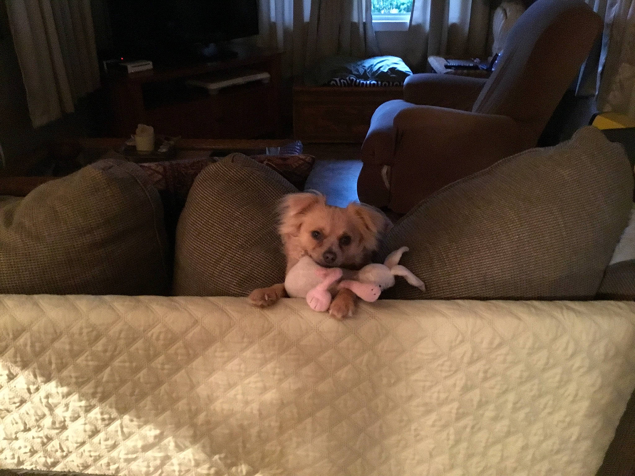 Pup Pup joined the competition — help win amazing prizes! brown, carnivore, comfort, companion_dog, couch, dog, dog_breed, fawn, floor, flooring, furniture, hardwood, interior_design, living_room, sofa_bed, sporting_group, studio_couch, vertebrate, wood, working_animal