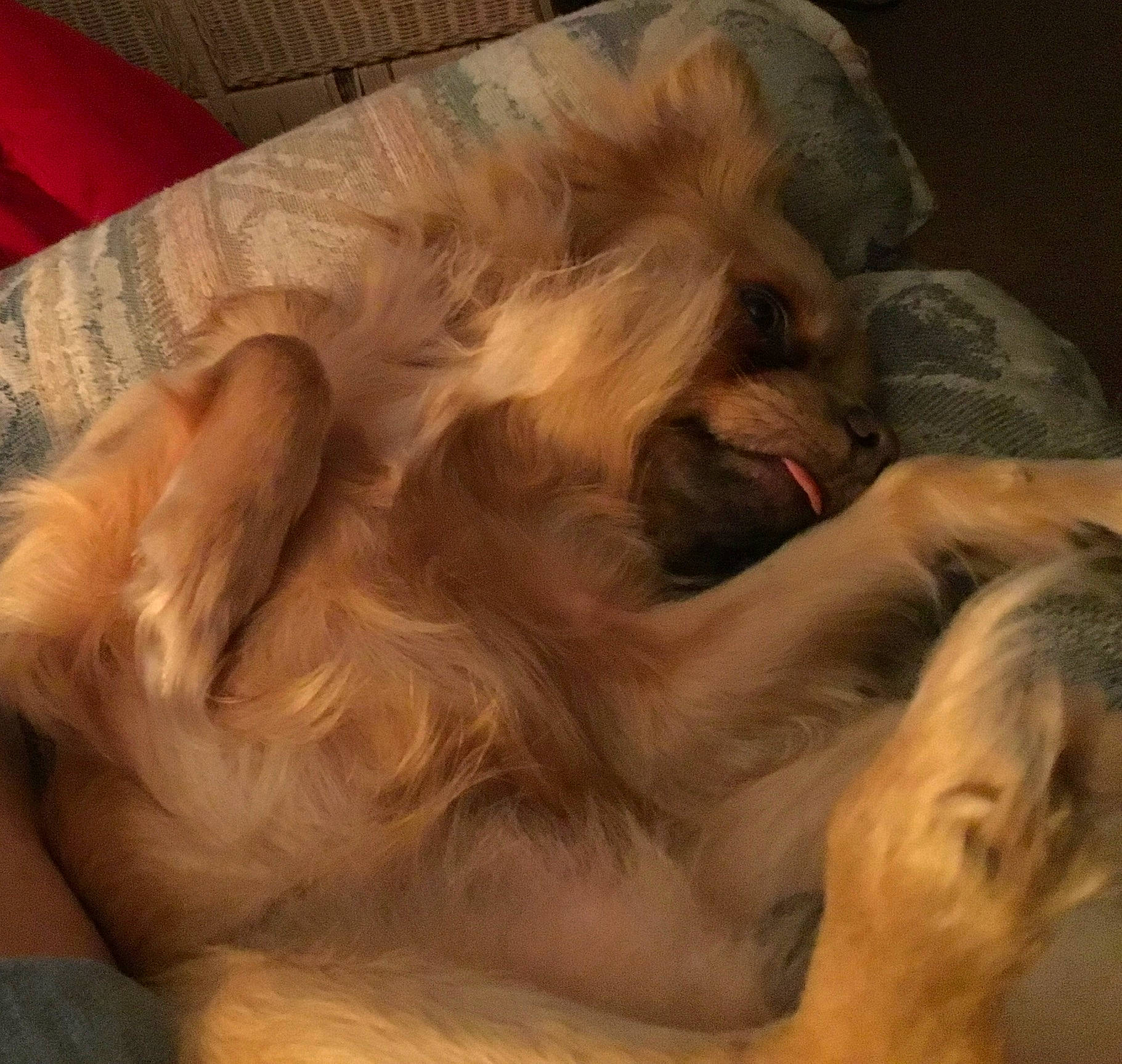 Pup Pup is registered to the contest to win money with this photo: art, canidae, carnivore, cloud, comfort, companion_dog, dog, dog_breed, fawn, felidae, fur, liver, paw, small_to_medium_sized_cats, snout, sporting_group, tail, toy_dog, whiskers, working_animal