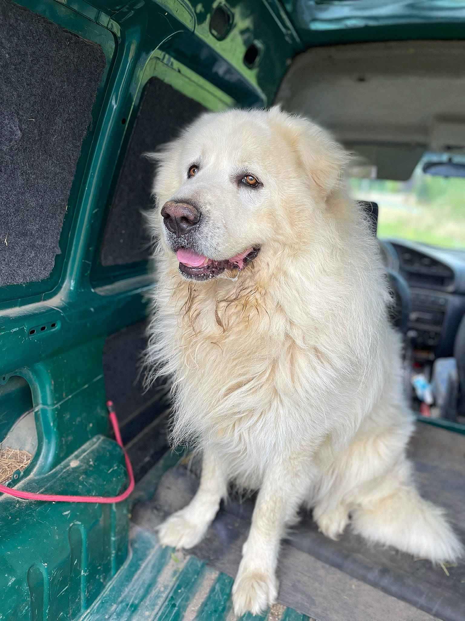 Monster a rejoint le concours — aidez-le/la à gagner de superbes lots ! canidae, carnivore, companion_dog, dog, dog_breed, fang, fur, livestock_guardian_dog, pet_supply, polish_tatra_sheepdog, snout, sporting_group, working_animal, working_dog