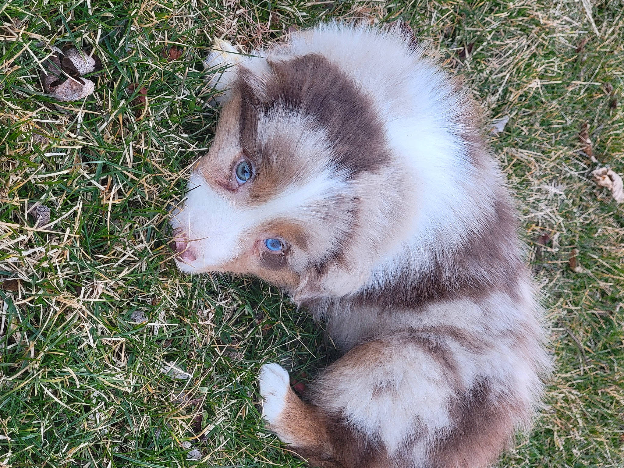 Josh joined the competition — help win amazing prizes! canidae, carnivore, cat, dog_breed, domestic_short_haired_cat, fawn, felidae, fur, grass, groundcover, natural_material, plant, small_to_medium_sized_cats, snout, soil, sporting_group, tail, terrestrial_animal, whiskers, wildlife