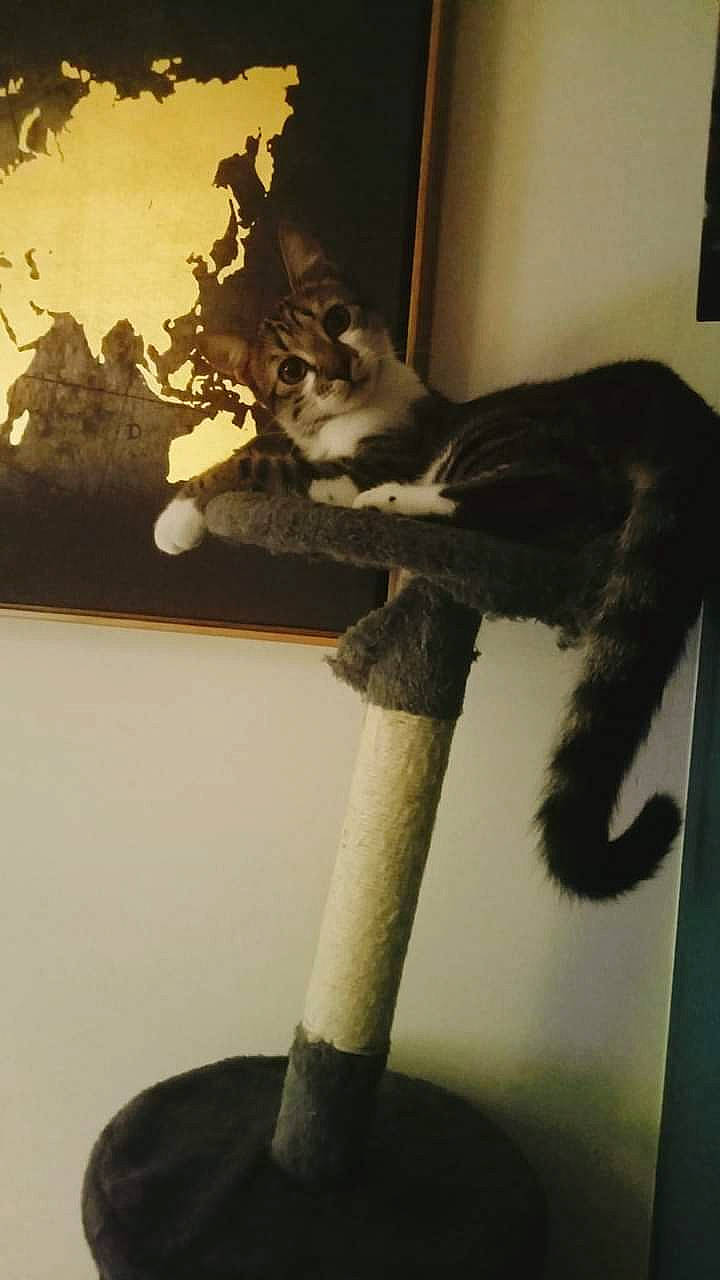 Gaspard participe au concours pour gagner de l'argent avec cette photo : carnivore, cat_supply, domestic_short_haired_cat, fawn, felidae, fur, monochrome_photography, plant, plant_stem, room, small_to_medium_sized_cats, still_life_photography, tail, terrestrial_animal, tints_and_shades, tree, trunk, twig, whiskers, wood