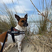 Nesquik a rejoint le concours — aidez-le/la à gagner de superbes lots ! dog, beach, sand, grass, harness, leash, outdoor, nature, sea, sky, cloudy, animal, pet, alert, brown, white, spot, canine, coast, dune