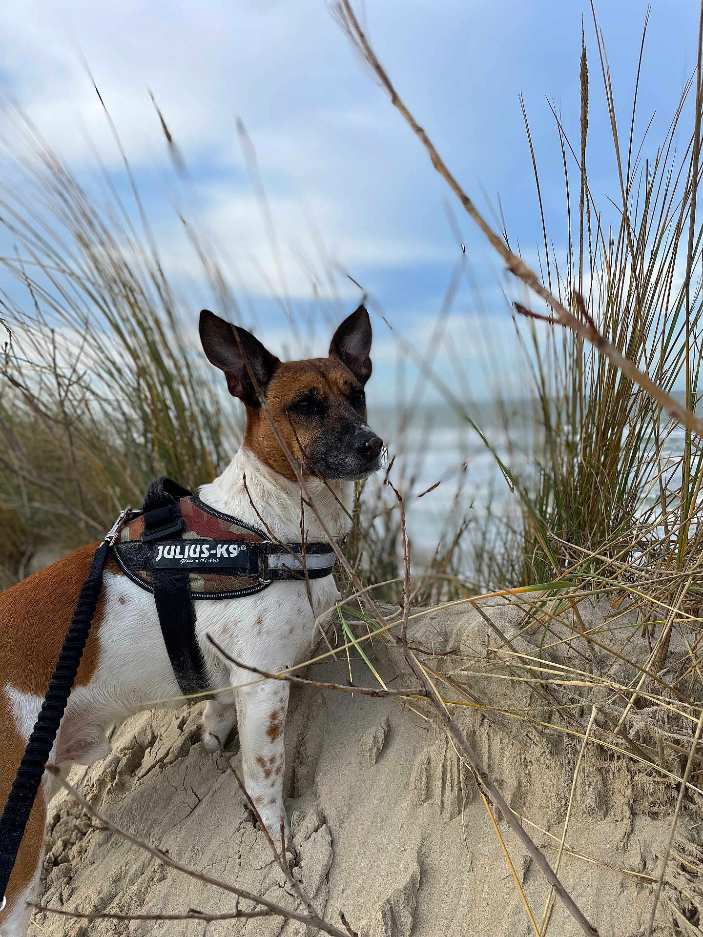 Nesquik a rejoint le concours — aidez-le/la à gagner de superbes lots ! dog, beach, sand, grass, harness, leash, outdoor, nature, sea, sky, cloudy, animal, pet, alert, brown, white, spot, canine, coast, dune