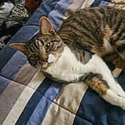 Remy is registered to the contest to win money with this photo: cat, tabby_cat, bedspread, striped, indoor, pet, feline, resting, sleepy, soft_fur, whiskers, paws, clothes, messy_background, cozy, animal, domestic_cat, mammal, relaxed, lying_down