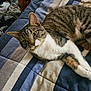cat, tabby_cat, bedspread, striped, indoor, pet, feline, resting, sleepy, soft_fur, whiskers, paws, clothes, messy_background, cozy, animal, domestic_cat, mammal, relaxed, lying_down