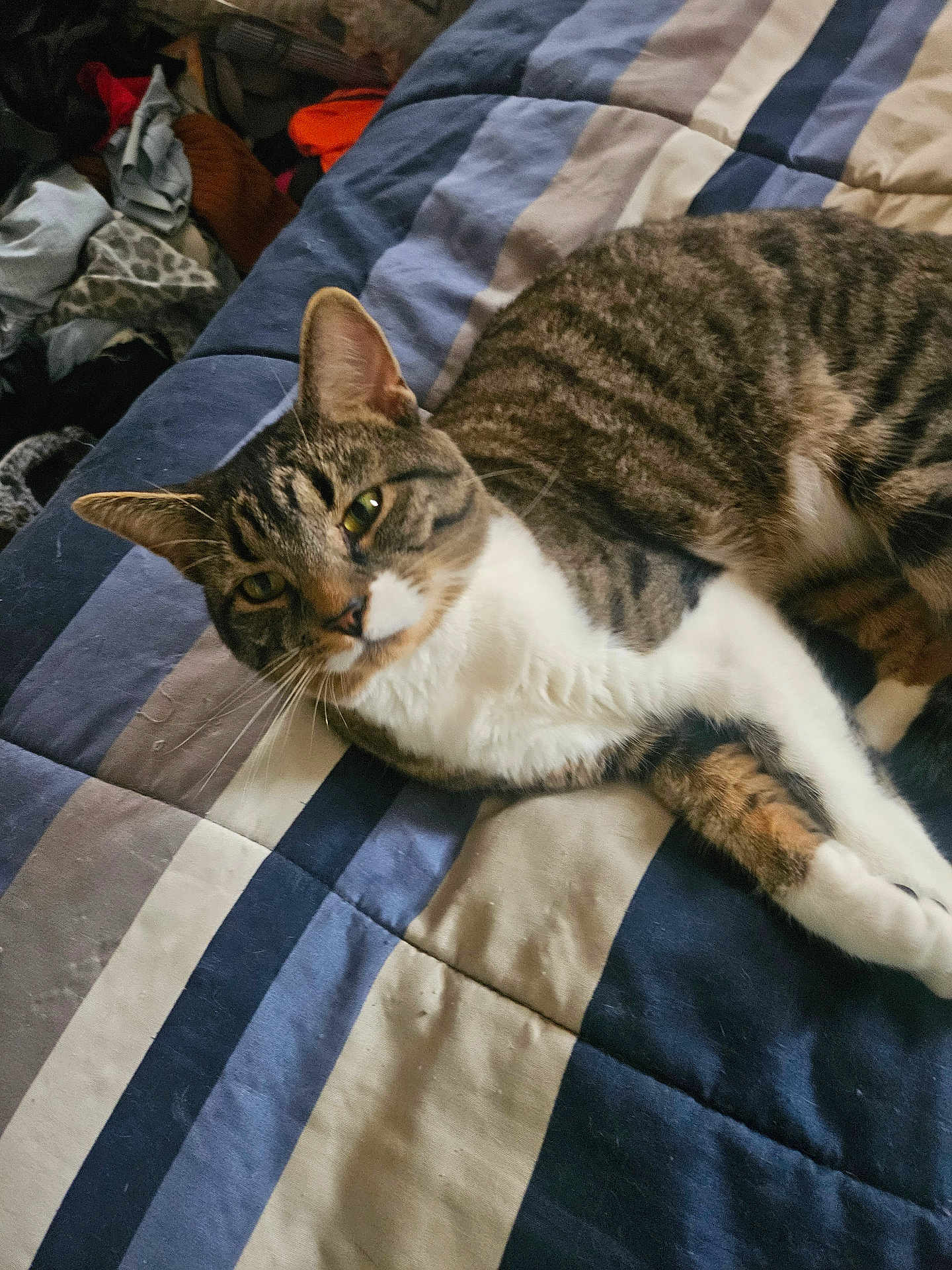Remy is registered to the contest to win money with this photo: cat, tabby_cat, bedspread, striped, indoor, pet, feline, resting, sleepy, soft_fur, whiskers, paws, clothes, messy_background, cozy, animal, domestic_cat, mammal, relaxed, lying_down