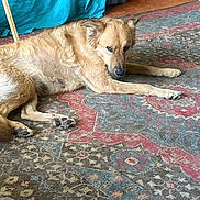 Willow joined the competition — help win amazing prizes! dog, pet, indoor, lying_down, brown_fur, paws, carpet, rug, patterned_rug, couch, blanket, home, domestic_animal, relaxed, looking_at_camera, floor, furniture, cozy, animal_face, mammal