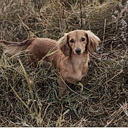 Winnie joined the competition — help win amazing prizes! animal, brown_fur, dachshund, dog, dry_grass, field, floppy_ears, golden_coat, grass, long_hair, looking_at_camera, lying_down, natural_light, nature, outdoors, pet, portrait, rural, standing, vegetation