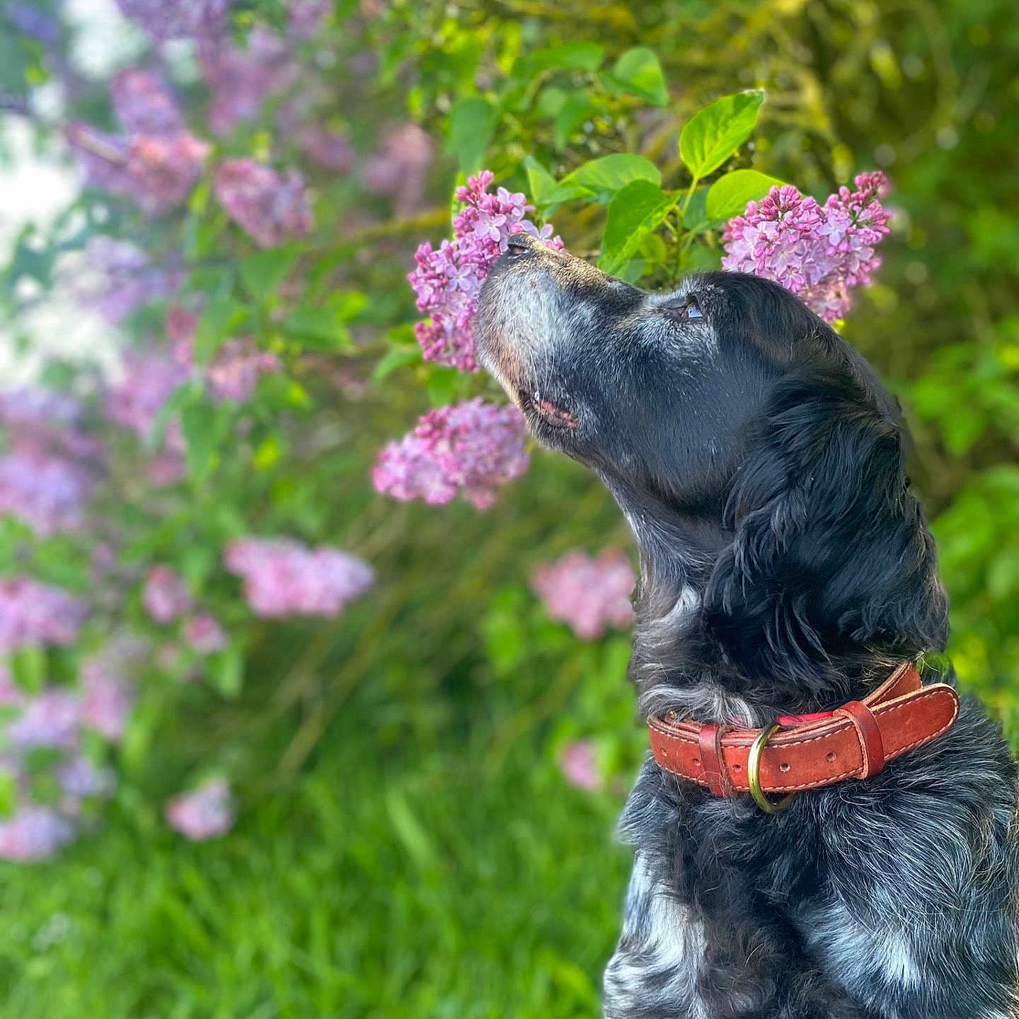 Haron a rejoint le concours — aidez-le/la à gagner de superbes lots ! animal, canine, dog, face, flower, geranium, grass, head, herbal, herbs, person, pet, petal, photography, plant, portrait, puppy, purple, tree, vegetation