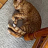 cat, ginger_cat, sleeping, carpet, indoor, pet, feline, fur, relaxing, cozy, animal, whiskers, paw, tail, wooden_furniture, chair_leg, home, resting, cute, domestic_animal