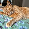 cat, ginger_cat, sleeping, paw, whiskers, blanket, floral_pattern, indoor, cozy, relaxed, pet, feline, fur, closeup, resting, cute, animal, domestic_animal, soft_light, peaceful
