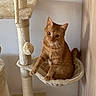 cat, orange_tabby, cat_tree, hammock, pet, indoor, furniture, curious, animal, mammal, paw, cozy, resting, raised_paw, domestic_cat, cute, feline, home, wall, wood