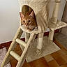 cat, orange_tabby, cat_tree, indoor, pet, animal, feline, ladder, fur, whiskers, ears, floor, tile, carpet, wall, home, cozy, resting, looking, cute