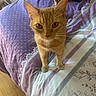 Cookie a rejoint le concours — aidez-le/la à gagner de superbes lots ! cat, orange_tabby, bed, bedding, purple, white, striped, pet, indoor, curious, animal, feline, whiskers, ears, wooden_floor, blanket, fabric, home, sleeping_area, domestic