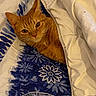 cat, orange_cat, blanket, bed, cozy, indoor, pet, fur, whiskers, comfort, resting, animal, cute, sleepy, patterned_fabric, blue, white, domestic_cat, relaxation, warm