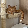 cat, ginger_cat, cat_tree, hammock, indoor, pet, animal, feline, relaxed, curious, plush, tail, whiskers, ears, resting, cozy, household, furniture, domestic_cat, cute