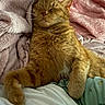cat, orange_tabby, sleeping, relaxed, fluffy, blanket, pink_blanket, white_blanket, cozy, bed, fur, whiskers, paw, indoor, resting, cute, pet, animal, comfort, nap