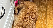 Cookie a rejoint le concours — aidez-le/la à gagner de superbes lots ! cat, orange_tabby, floor, wooden_floor, cabinet, furniture, indoor, pet, resting, lying_down, relaxed, box, cat_bed, fur, whiskers, tail, paw, domestic_animal, home, animal